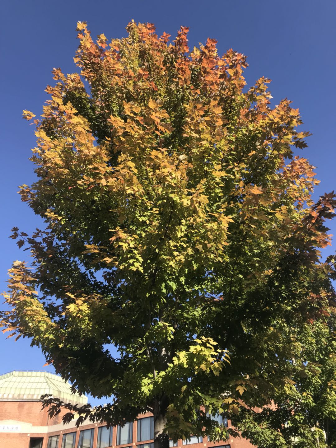 Tree with gradient colors