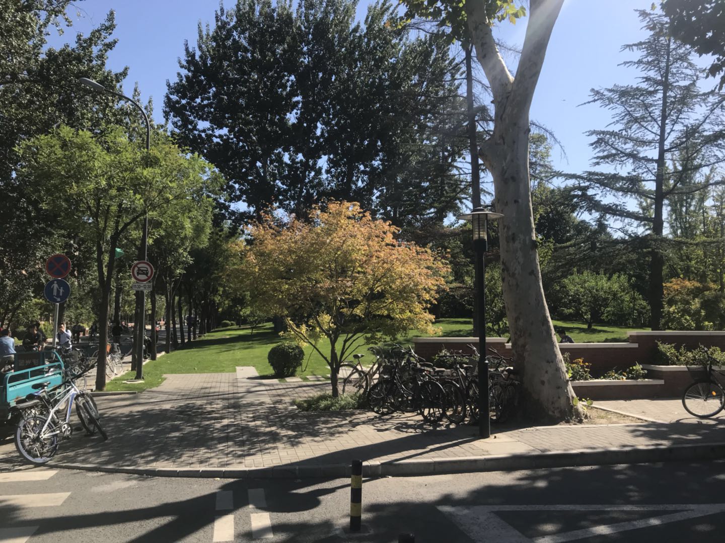 Lonely yellow tree